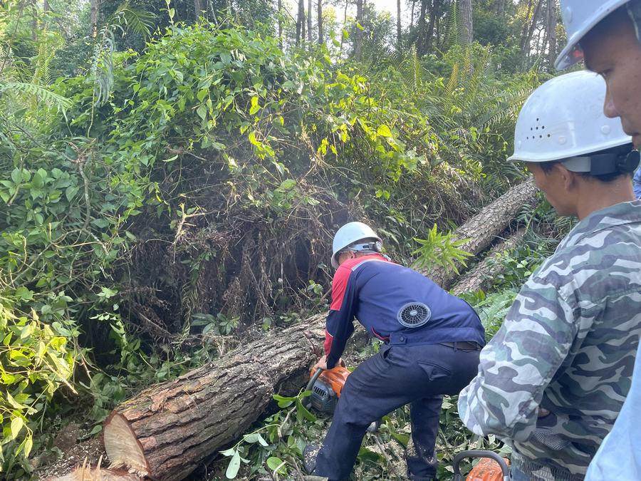 长沙林业有害生物防治